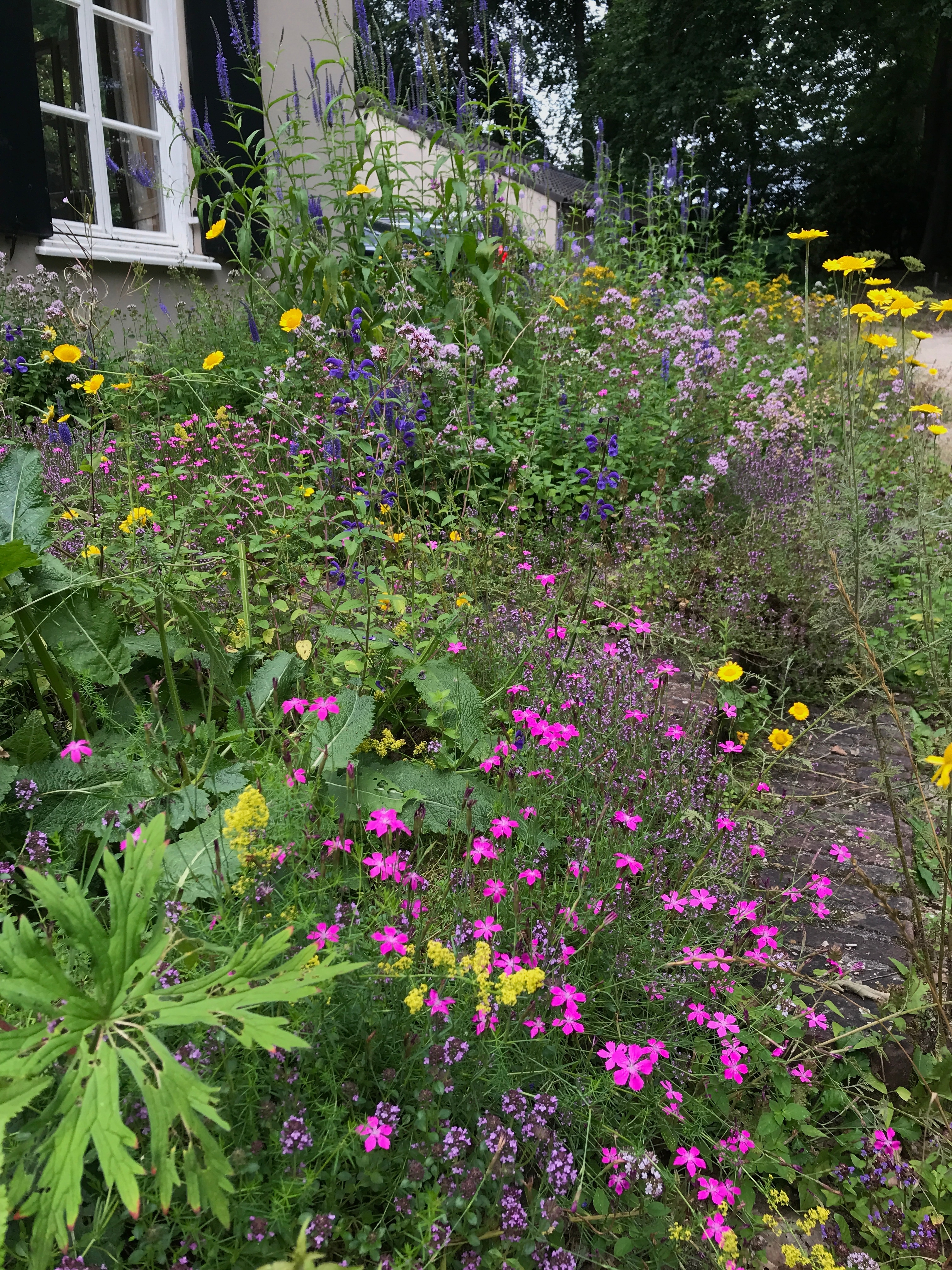 Inheemse Flora Planten Van Hier Inheems Hotspots Biodiversiteit inheemse-flora-planten-van-hier-inheems-hotspots-biodiversiteit